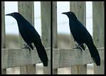 (30) crow montage.jpg    (1000x720)    239 KB                              click to see enlarged picture